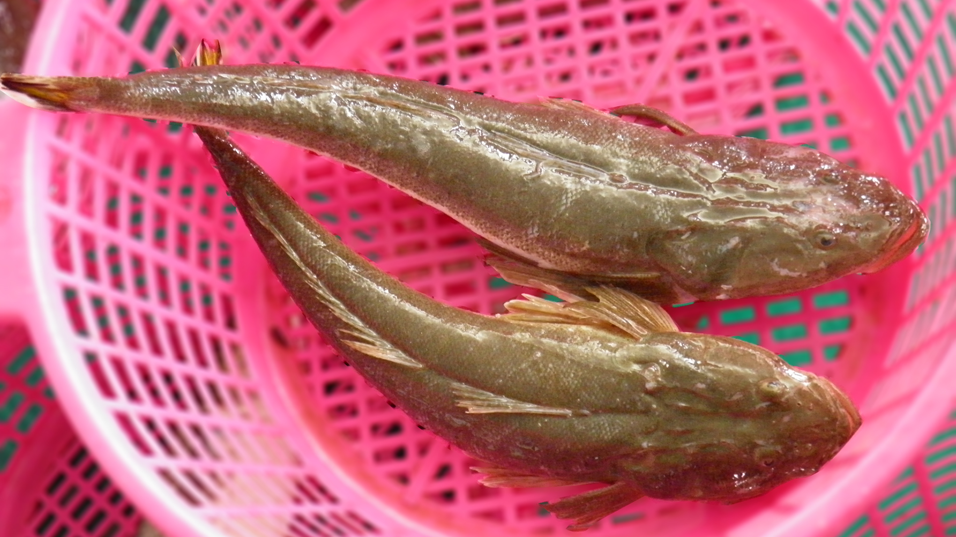 Chả Cá Nha Trang Làm Từ Cá Gì 2026? - BiTi Food
