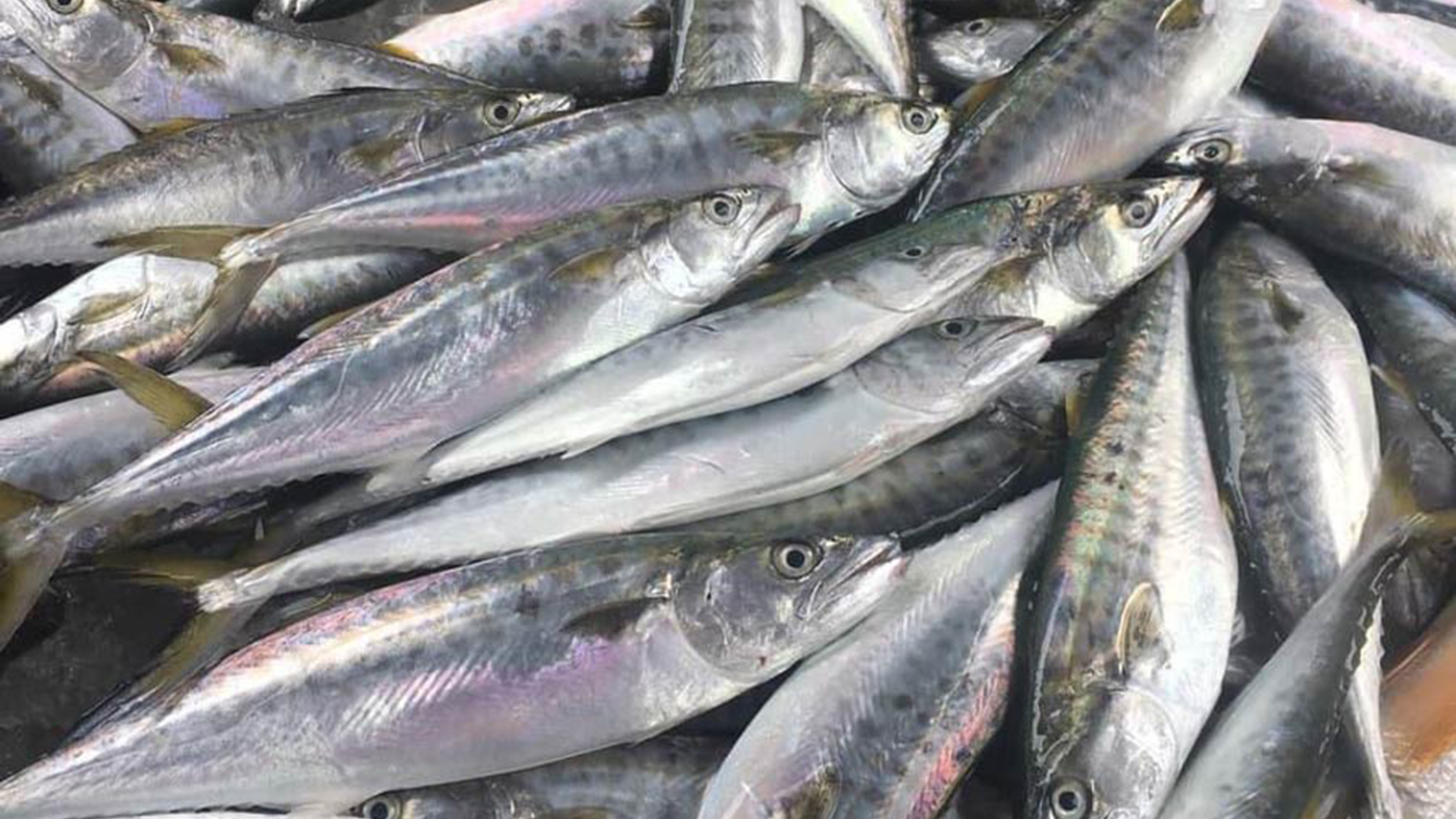 Chả Cá Nha Trang Làm Từ Cá Gì 2026? - BiTi Food