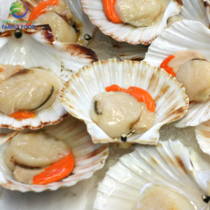 Sò điệp Nhật nửa mảnh 1kg - kg 14 Sò Điệp Nhật Nửa Mảnh 1kg